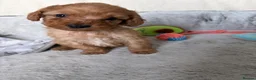Cockapoo dogs for sale: 🐾BEAUTIFUL F1 COCKERPOOS REGISTERED BREEDER 🐾 - Advert 8