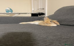 Mini Lion Lop rabbits for sale: Rabbit for sale - Image 8