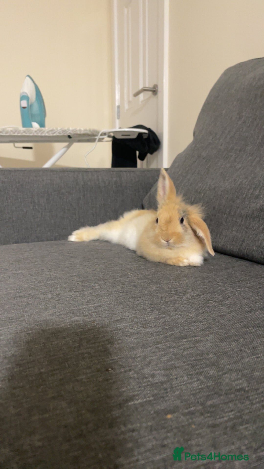 Mini Lion Lop rabbits for sale: Rabbit for sale - Image 8