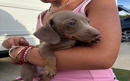 Miniature Dachshund dogs for sale: Miniature dachshund puppy’s TO LEAVE NOW in Luton - Image 29