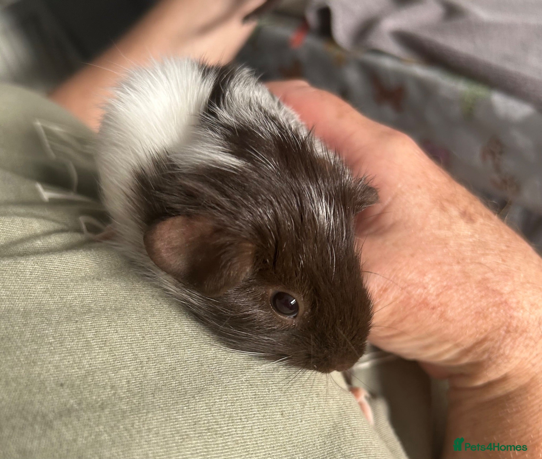 Guinea Pig rodents 4 bonded baby sows £50 a pair  - Advert 2