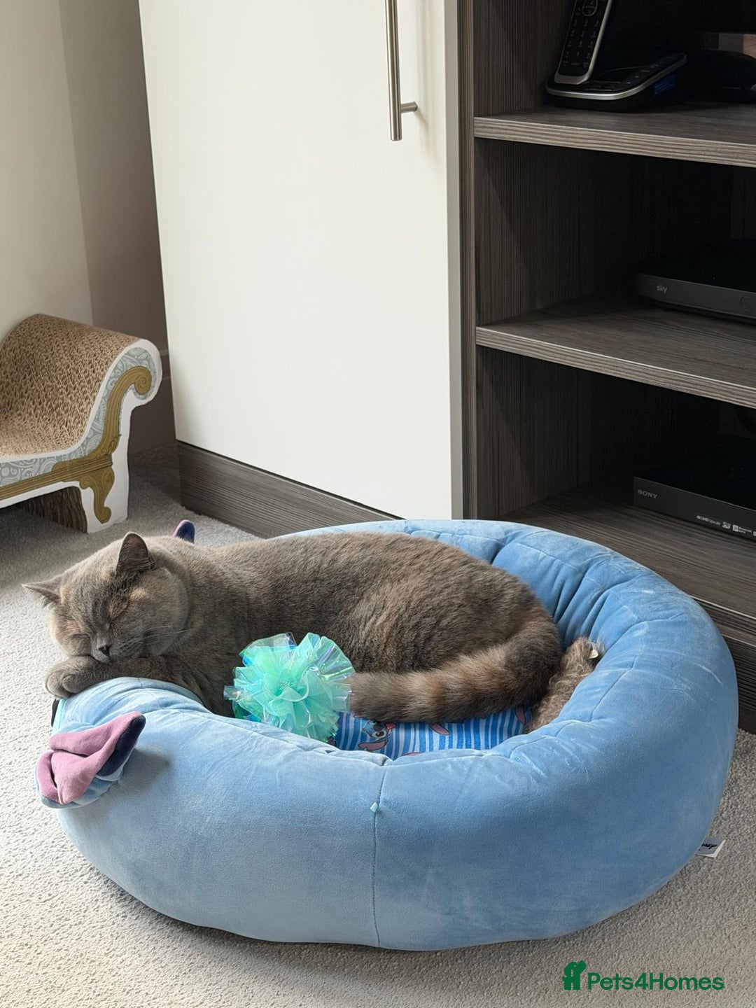 British Shorthair cats for sale: British Short hair - Advert 3