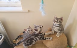 British Shorthair cats for sale: Ready to collect, Silver Tabby kittens  in Rochester - Image 4