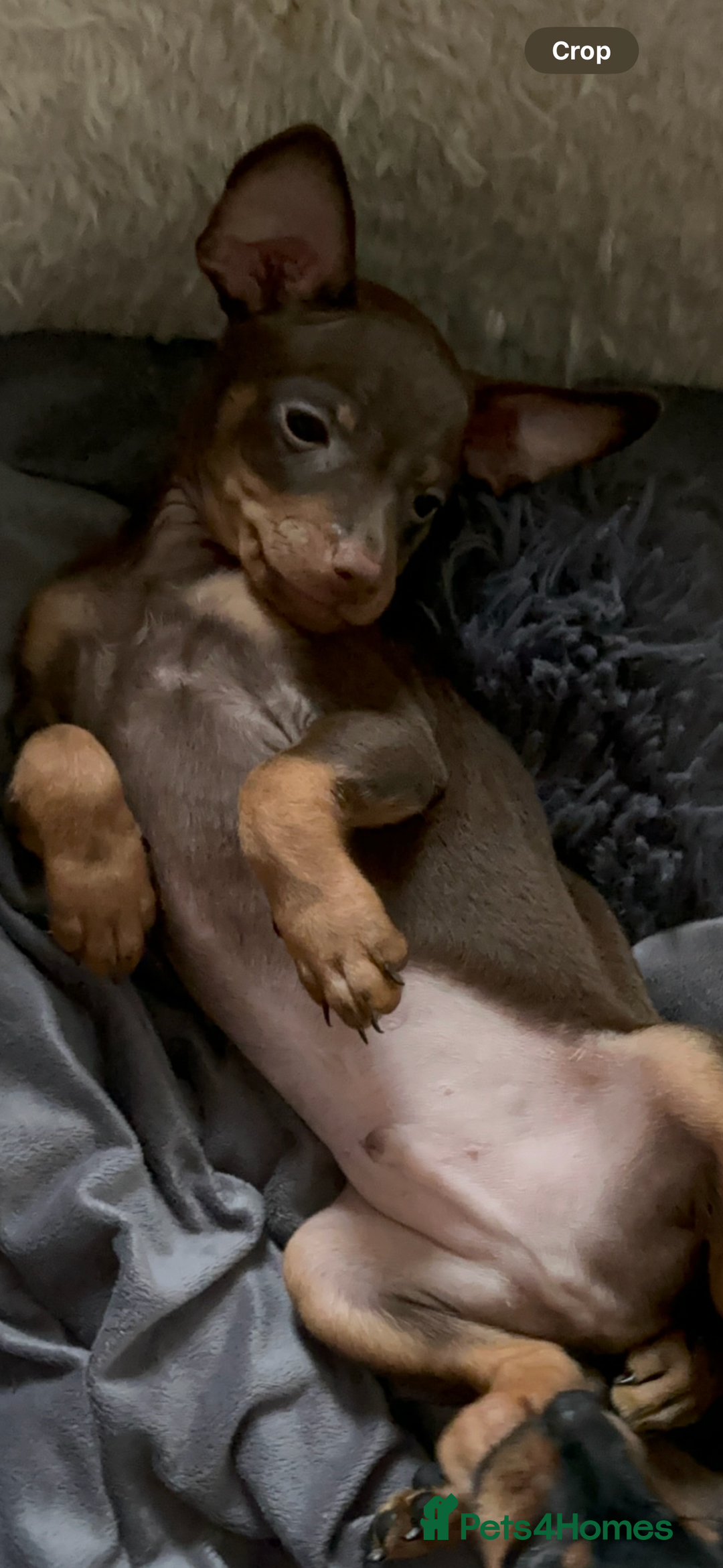 Russian Toy Terrier dogs for sale: For sale KC puppies - Image 22