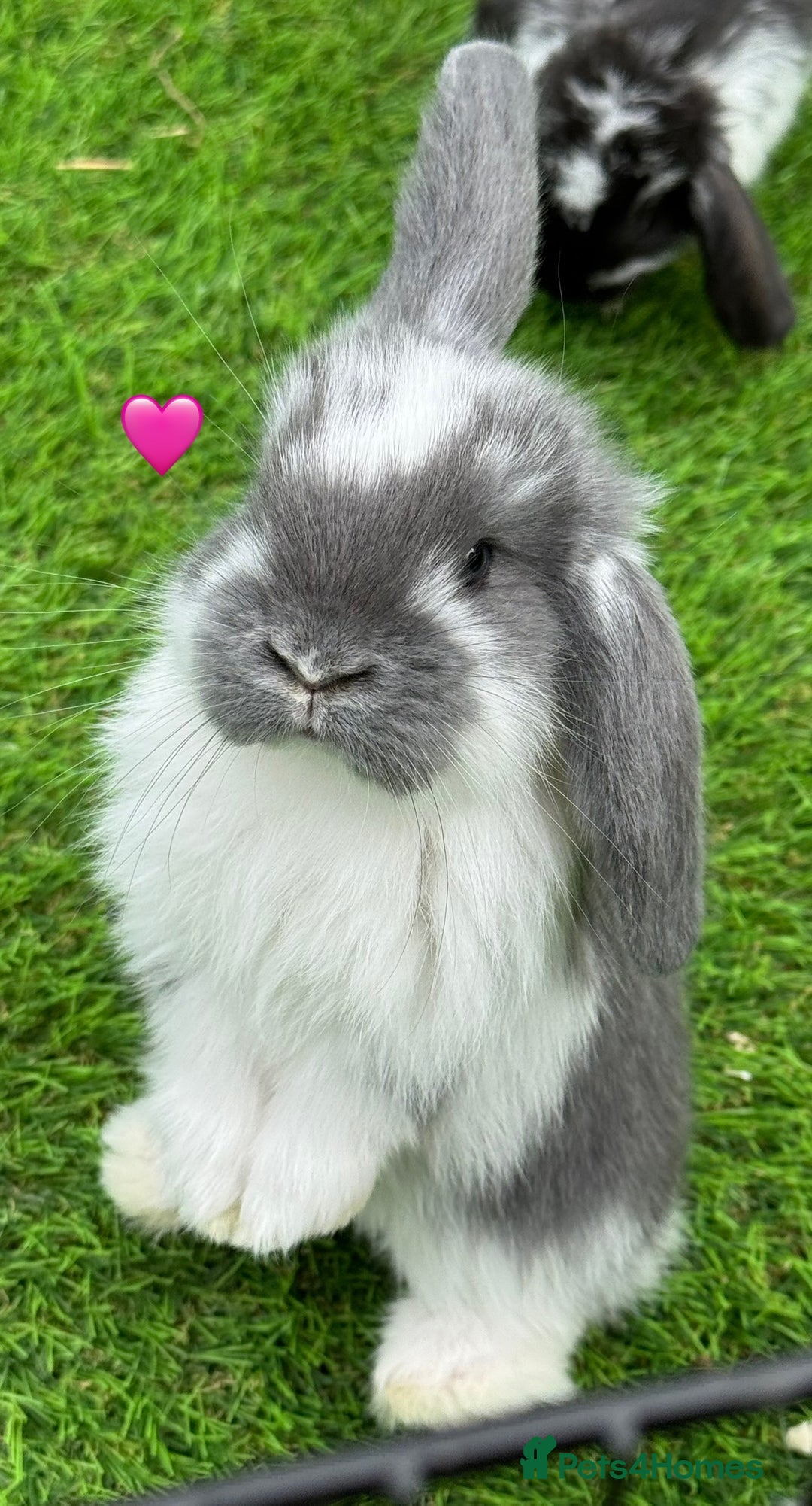 French Lop rabbits for sale: Pure French lops - Image 3