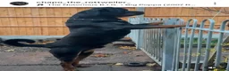 Rottweiler dogs for stud: Rottweiler for stud only  - Advert 7