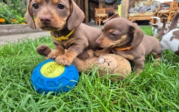 Miniature Dachshund dogs for sale: Miniature sausages Kc reg  in Wigan - Image 9