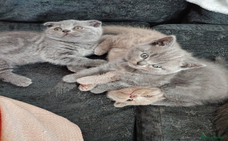 Scottish Fold cats - Advert 3