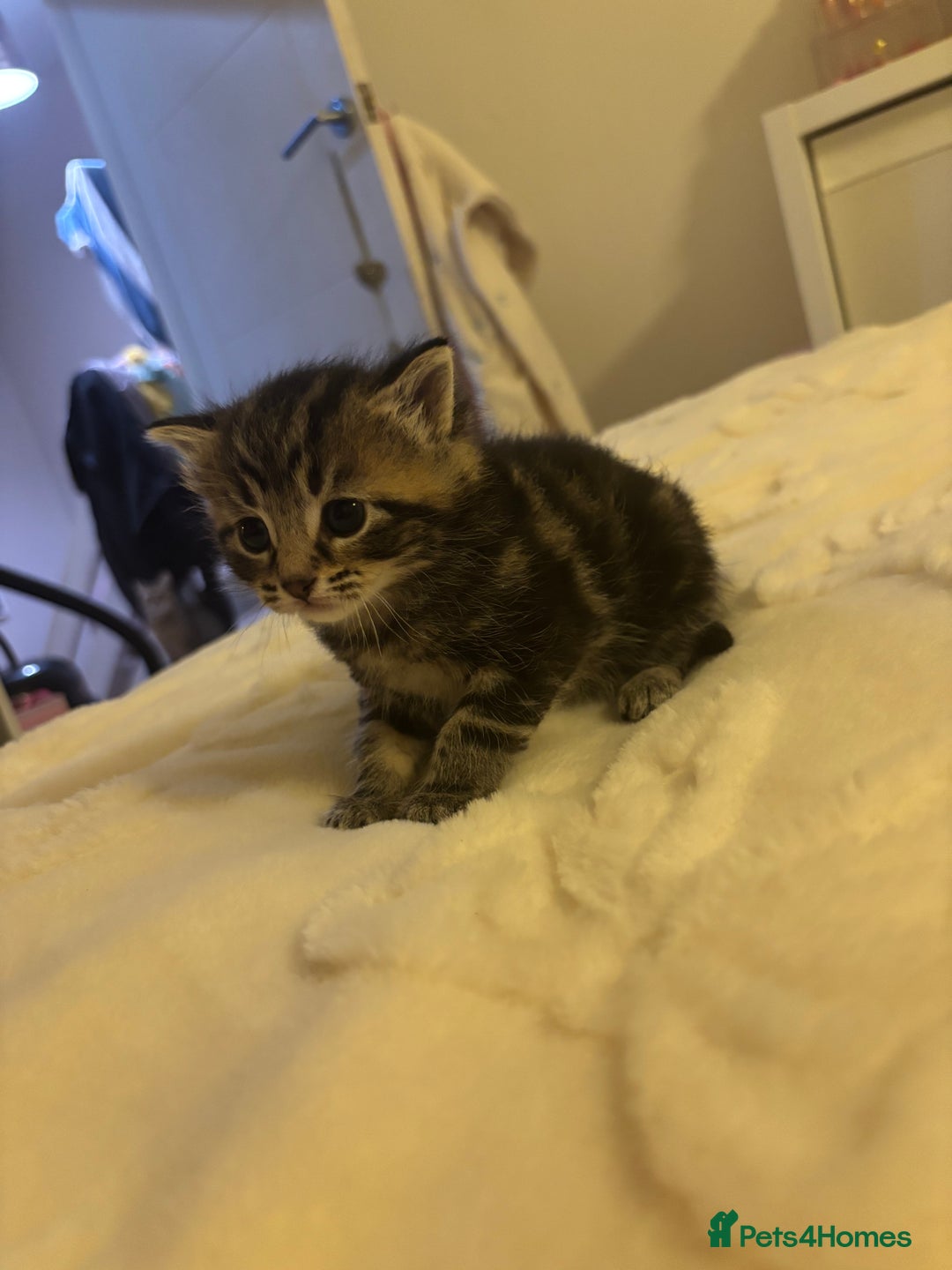 Mixed Breed cats for sale: Mixed breed gorgeous kittens  - Advert 1