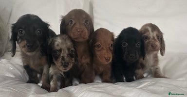 Miniature Dachshund dogs 🐾Mini long haired dachshunds🐾 - Advert 10
