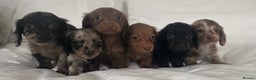 Miniature Dachshund dogs for sale: 🐾Mini long haired dachshunds🐾 - Advert 5