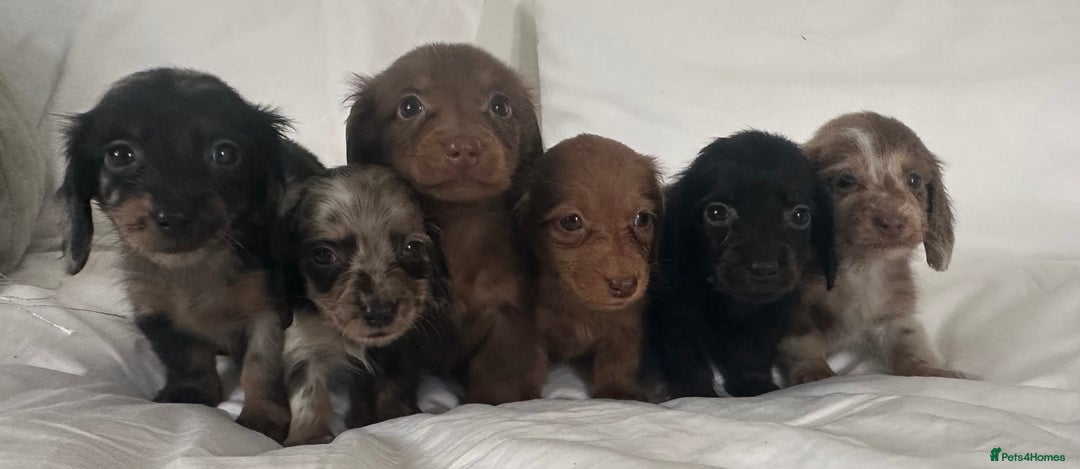 Miniature Dachshund dogs for sale: 🐾Mini long haired dachshunds🐾 - Advert 5