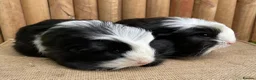 Guinea Pig rodents for sale: Baby brothers  - Advert 4