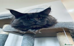 Maine Coon cats for stud: SOLID*BLUE*MAINE*COON*Russian*🇷🇺*Line*for STUD. in London - Image 19
