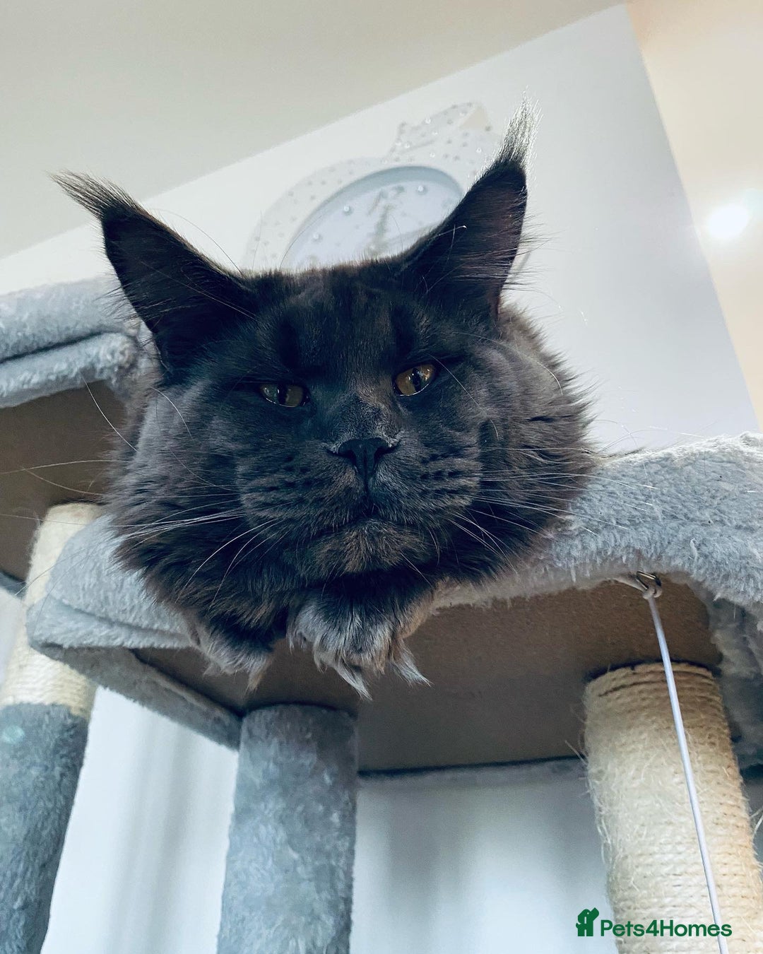 Maine Coon cats for stud: SOLID*BLUE*MAINE*COON*Russian*🇷🇺*Line*for STUD. in London - Image 19