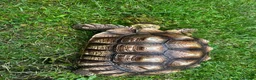 Tortoise reptiles for sale: Male sulcata  - Advert 7