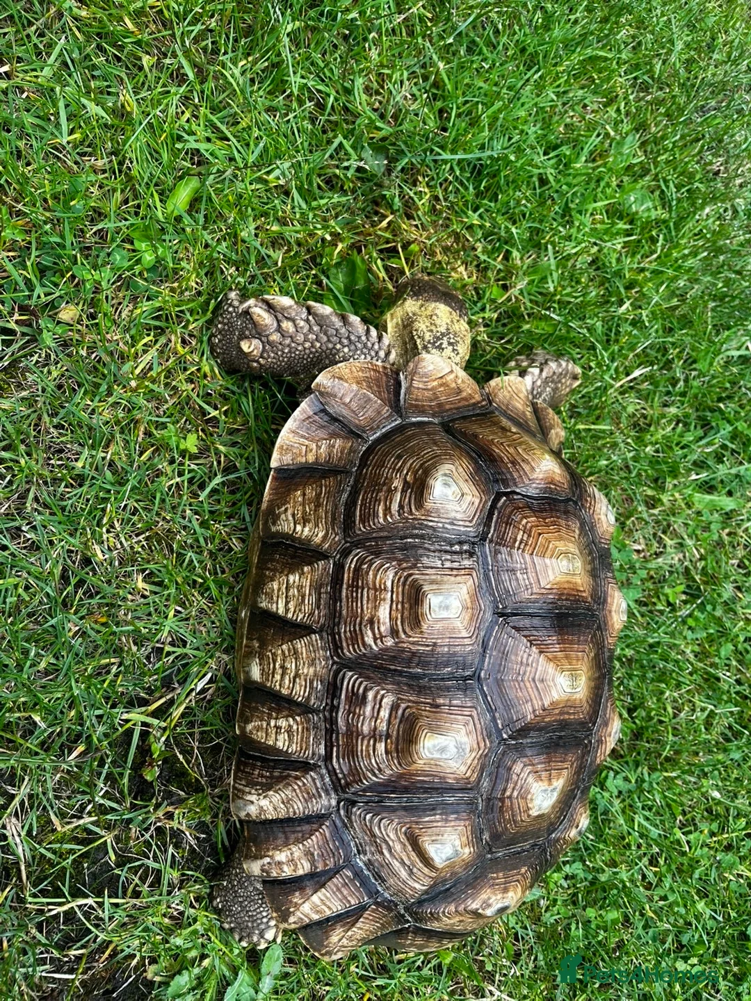 Tortoise reptiles for sale: Male sulcata  - Advert 7