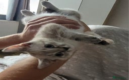 Bengal cats for sale: 14 week old female kitten looking for new home - Image 2
