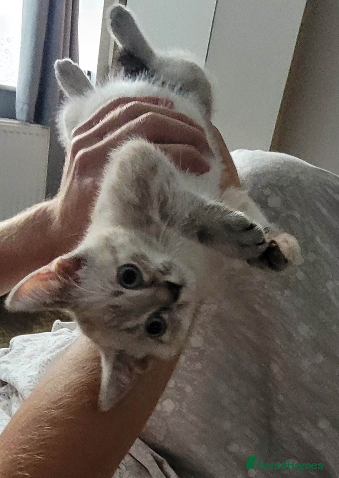 Bengal cats for sale: 14 week old female kitten looking for new home - Image 2