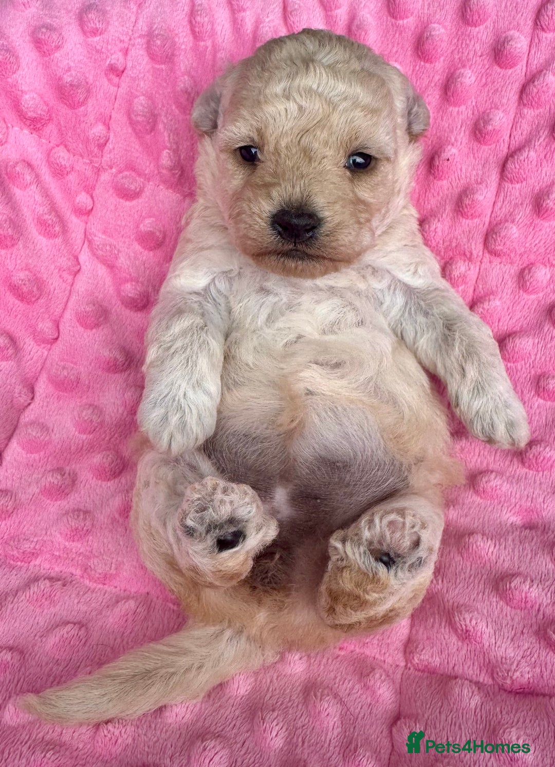 Poochon dogs for sale: Toy Poochon girl  - Image 3