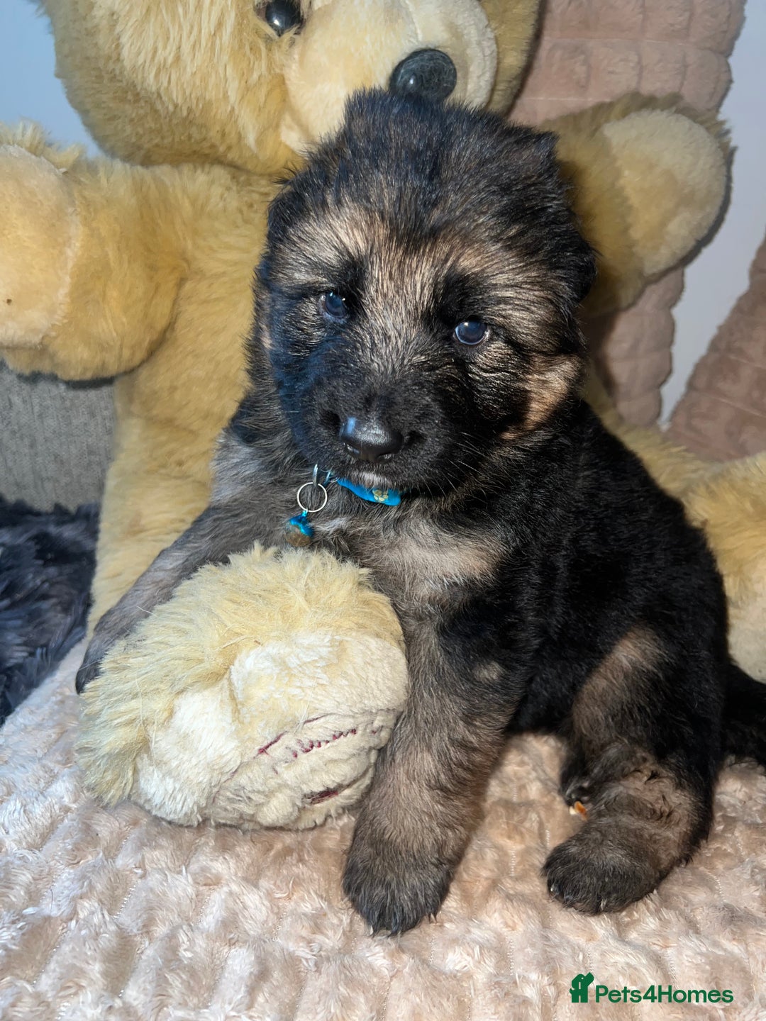 German Shepherd dogs for sale: 🏆quality KC registered long haired GSD pups🏆 - Image 5