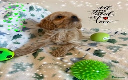 Cavapoo dogs for sale: ✨Ready Now🐾Exceptional Cavapoo Puppies🐾 - Image 6
