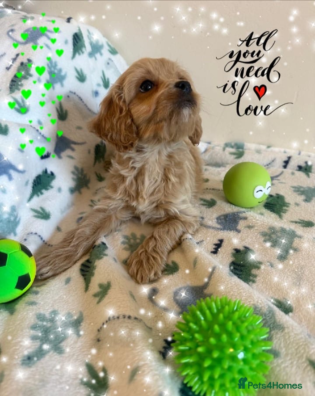 Cavapoo dogs for sale: ✨Ready Now🐾Exceptional Cavapoo Puppies🐾 - Image 6