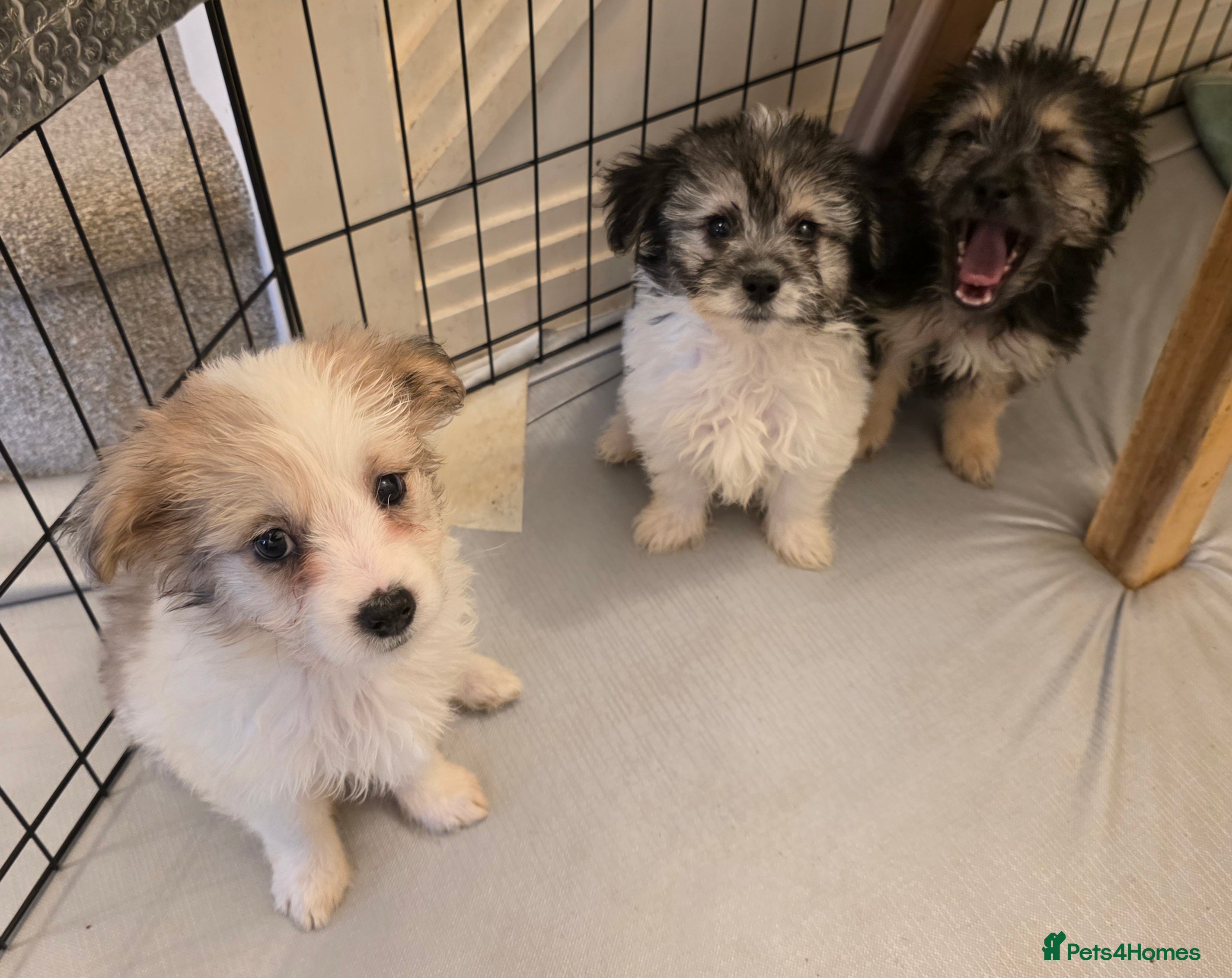 Mixed Breed dogs Beautiful Pomeranian x Yorkiepoo - Advert 1