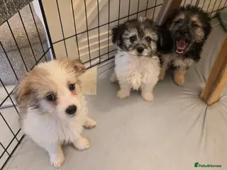 Mixed Breed dogs Beautiful Pomeranian x Yorkiepoo - Advert 1