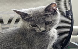 Chartreux cats for sale: 🌟Exclusive GCCF Chartreux Kitten – Elegant Amber - Image 8