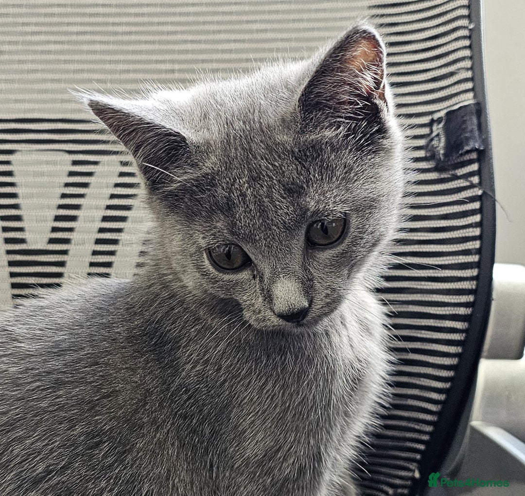 Chartreux cats for sale: 🌟Exclusive GCCF Chartreux Kitten – Elegant Amber - Image 8