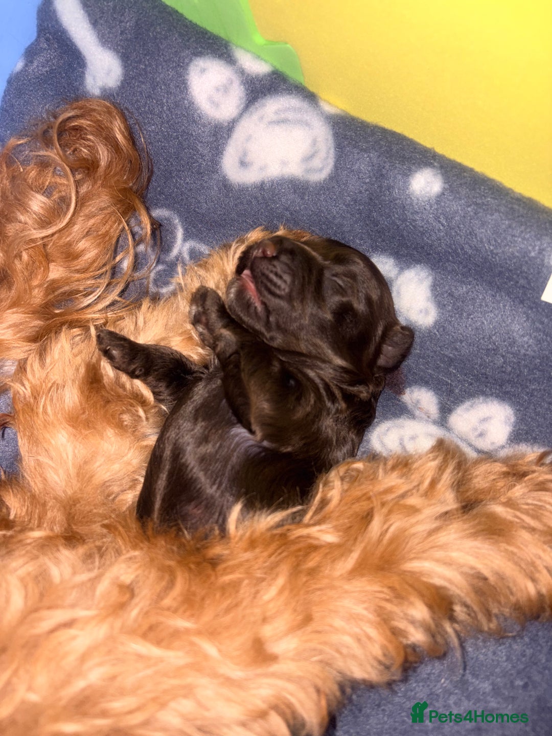 Cockapoo dogs for sale: F2 cockerpoo puppies  - Advert 11