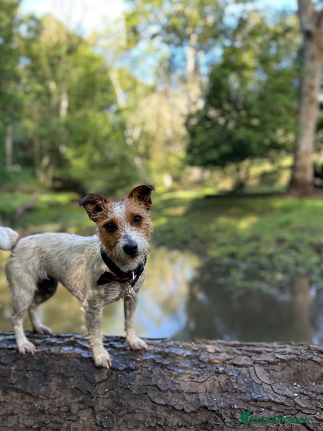 Mixed Breed dogs for sale: Jack weenier’s   - Advert 1