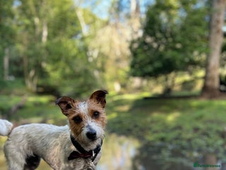 Mixed Breed dogs Jack weenier’s - Advert 1