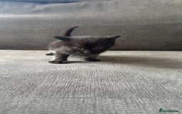 Bengal cats for sale: Kittens for sale  - Image 4