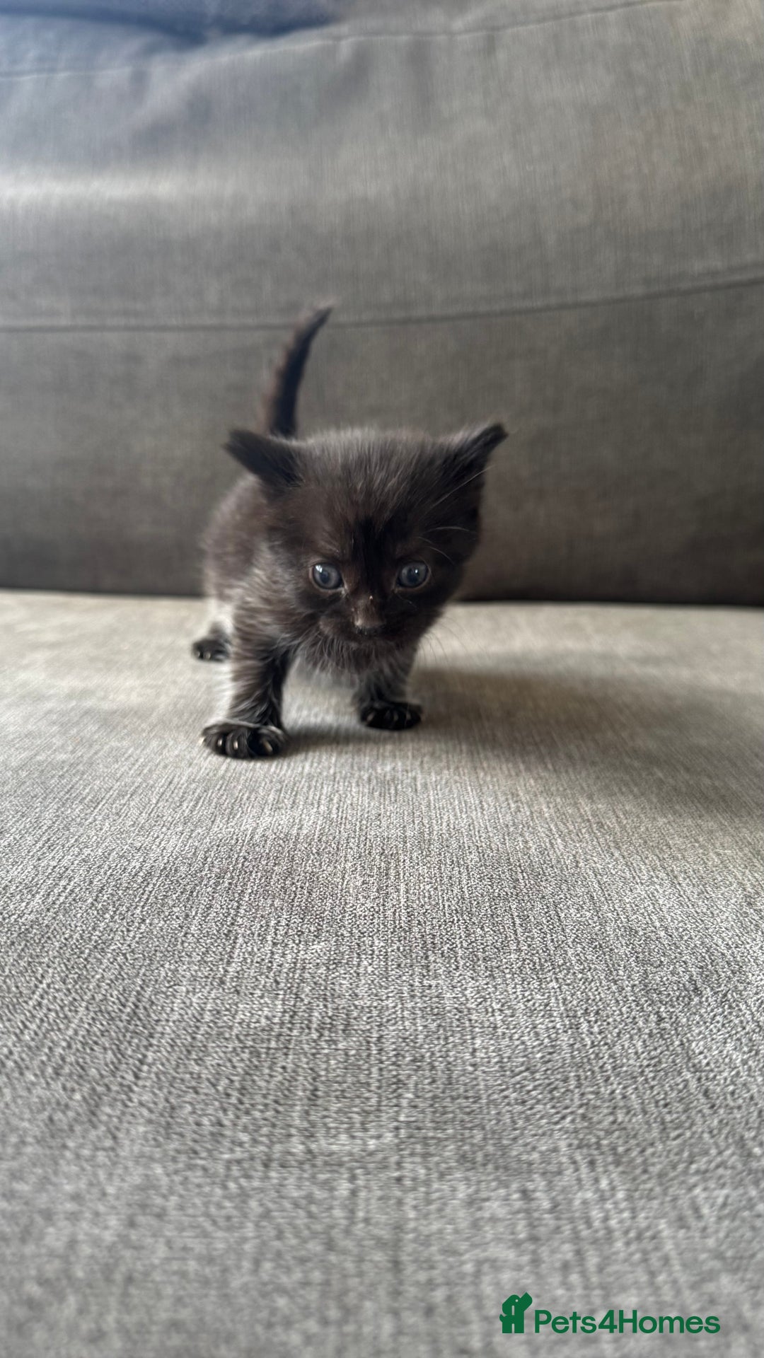 Bengal cats for sale: Kittens for sale  - Image 4