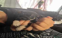 Chihuahua dogs for sale: Little black male chihuahua puppy :)  - Image 6