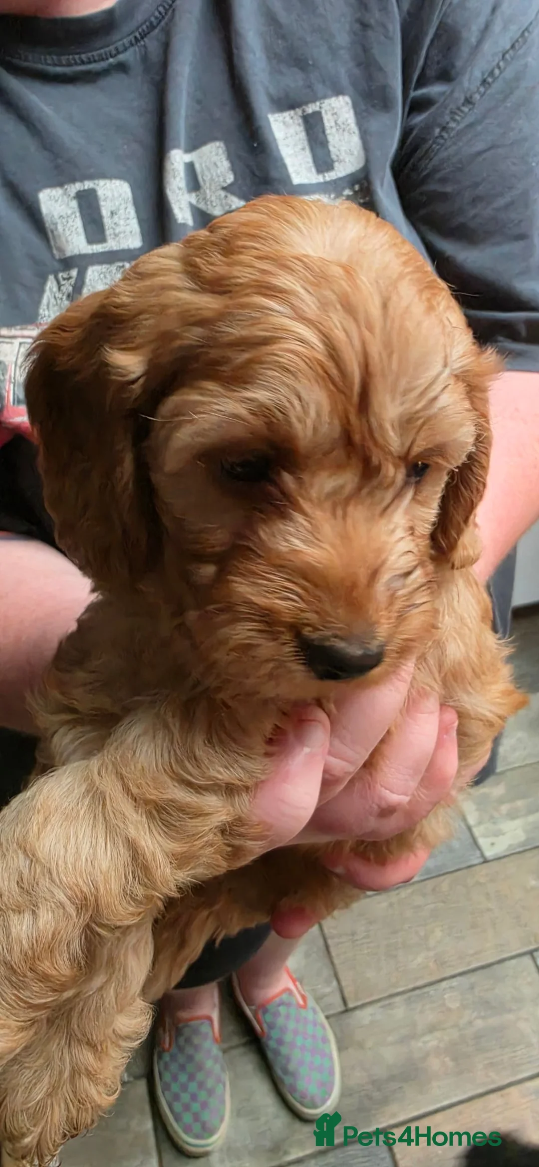 Cockapoo dogs for sale: ❤️Gorgeous Female Cockerpoo Puppies 🐶  - Advert 12