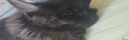 Maine Coon cats for sale: Gorgeous active female smoke silver maine coon - Advert 7