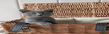 Grey shorthair boy