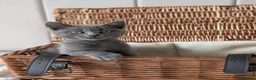 British Shorthair cats for sale: 💙Gorgeous British Shorthair / Longhair Kittens 💙 - Advert 15