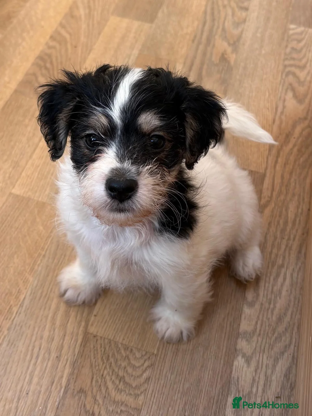 Jack Russell dogs for sale: Traditional short-legged Jack Russell puppy’s!  - Advert 4