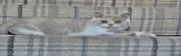 British Shorthair cats for sale: Lilac Tortie & White British Shorthair  - Advert 5