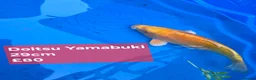 Koi Carp fish for sale: Japanese koi  - Advert 4