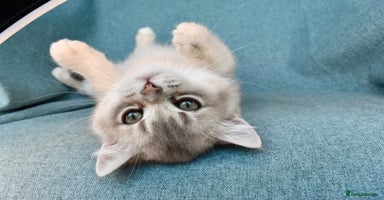 British Shorthair cats - Advert 5