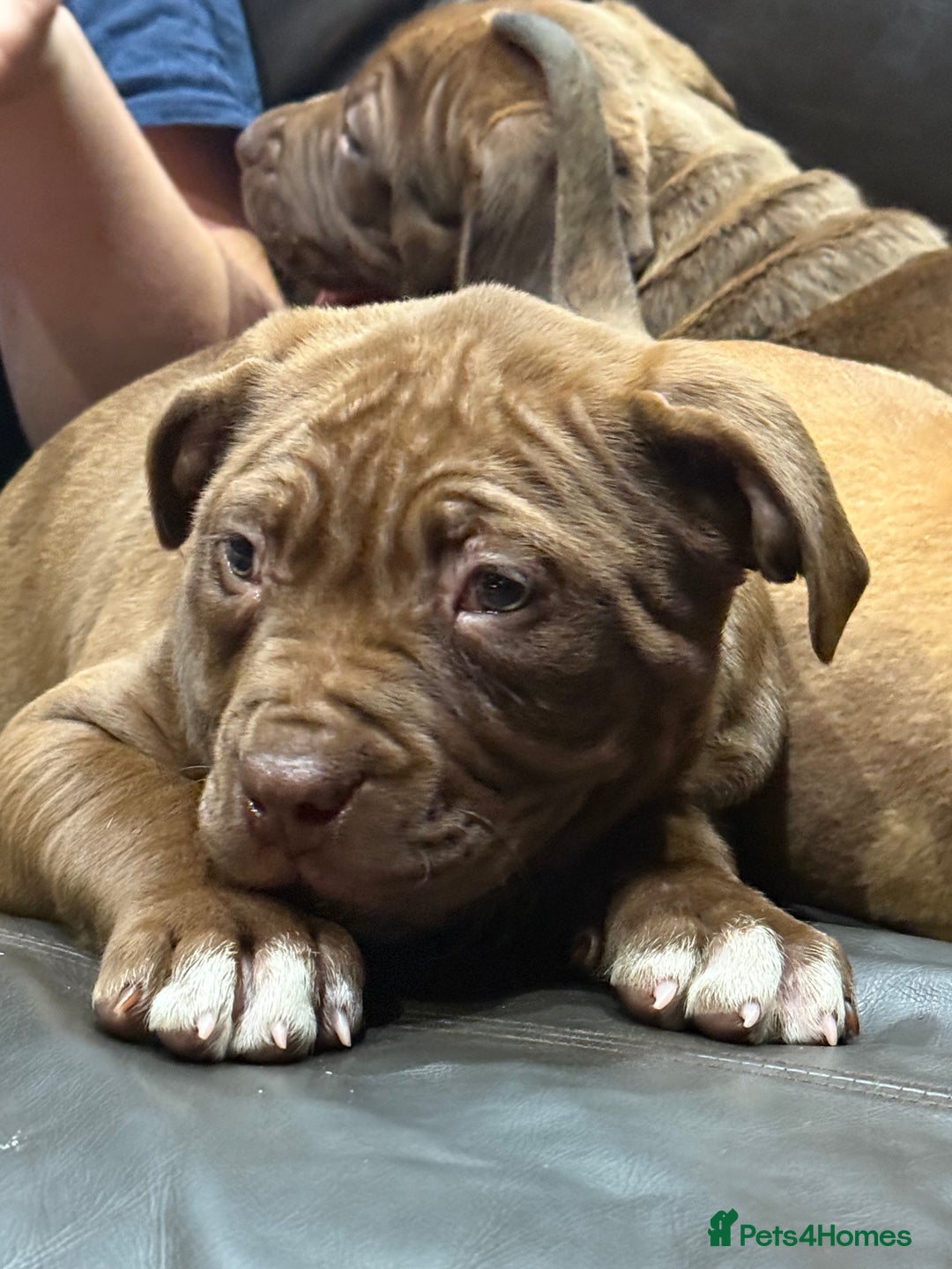 Mixed Breed dogs for sale: Ddb x cane corso - Advert 21