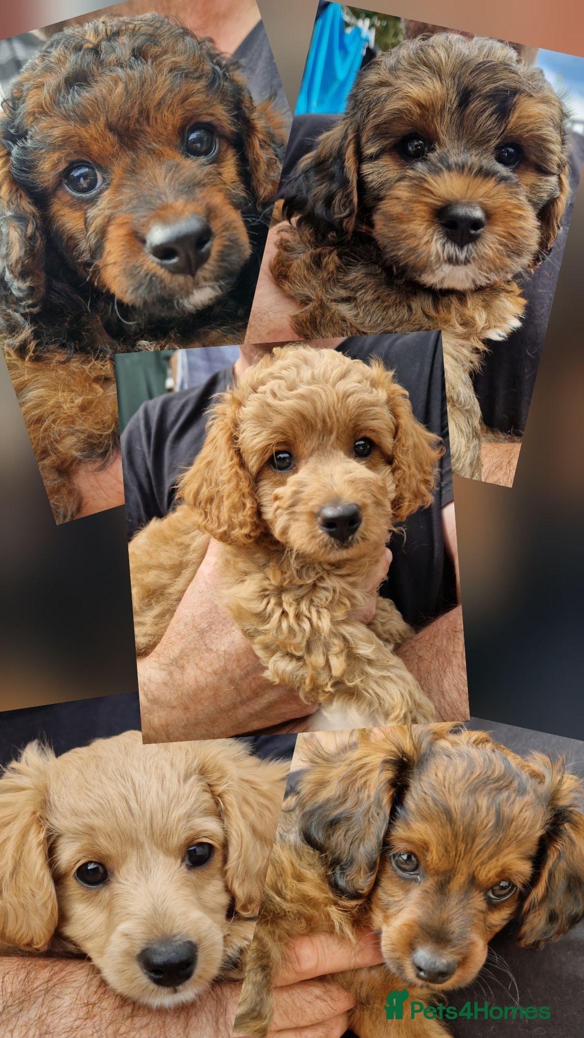 Cavapoochon dogs Beautiful Cavapoochon Pups  - Advert 6