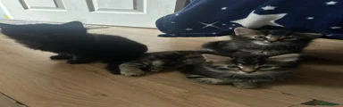 Persian Kitten 4