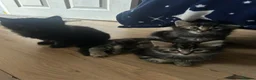 Persian cats for sale: Persian kittens for sale - Advert 6