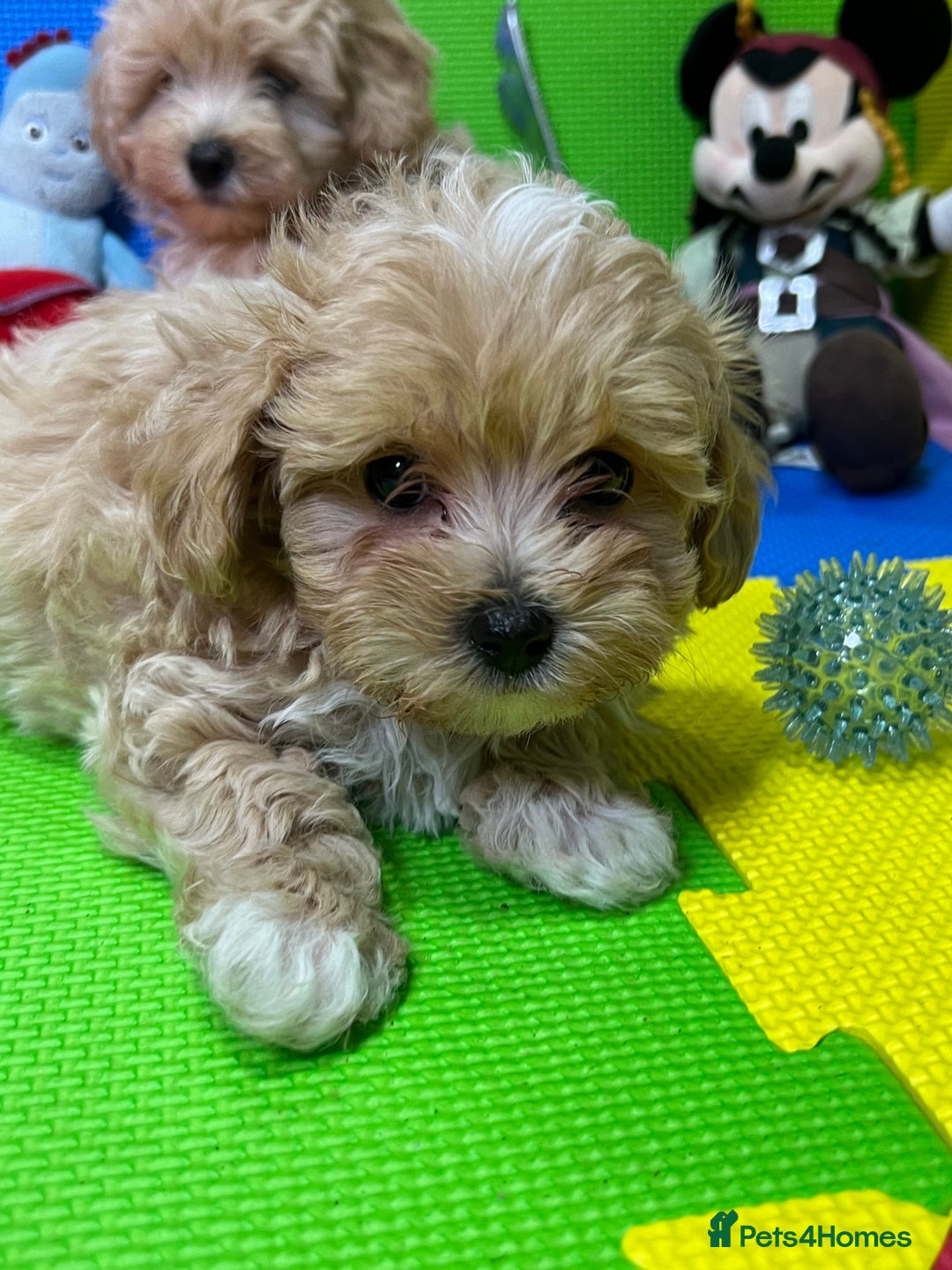 Maltipoo dogs for sale: ❤️3 Maltipoo F1 Babies❤️ - Advert 8